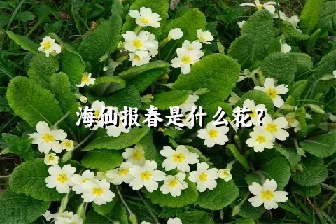 海仙报春是什么花？