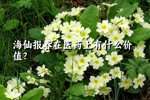 海仙报春在医药上有什么价值？