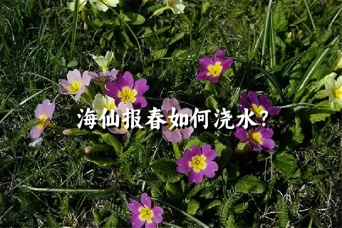 海仙报春如何浇水？