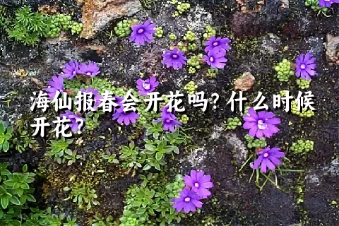 海仙报春会开花吗？什么时候开花？