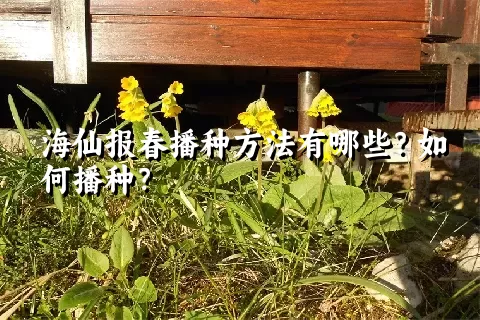 海仙报春播种方法有哪些？如何播种？