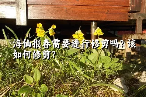 海仙报春需要进行修剪吗？该如何修剪？