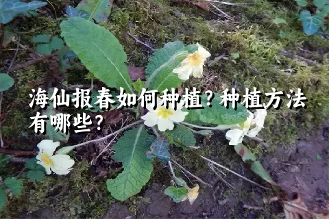 海仙报春如何种植？种植方法有哪些？