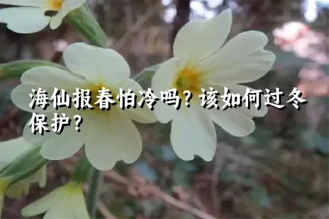 海仙报春怕冷吗？该如何过冬保护？