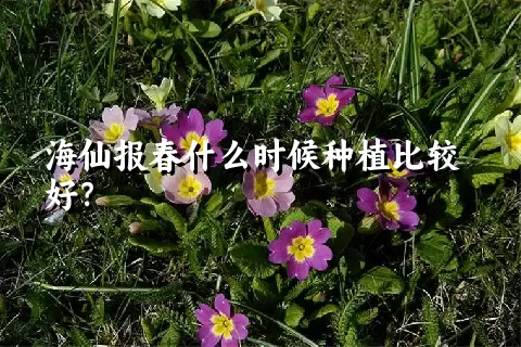 海仙报春什么时候种植比较好？