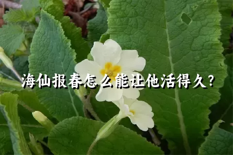 海仙报春怎么能让他活得久？