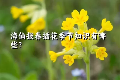 海仙报春插花季节知识有哪些？