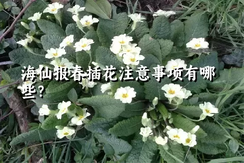 海仙报春插花注意事项有哪些？