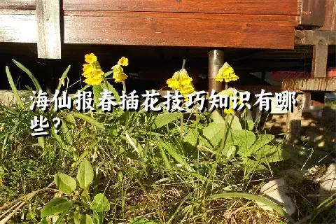 海仙报春插花技巧知识有哪些？