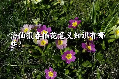 海仙报春插花意义知识有哪些？