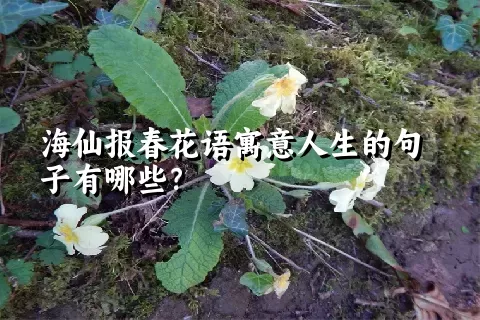 海仙报春花语寓意人生的句子有哪些？