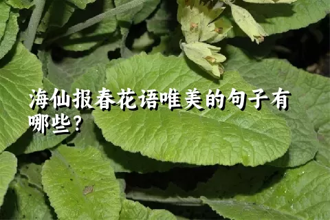 海仙报春花语唯美的句子有哪些？