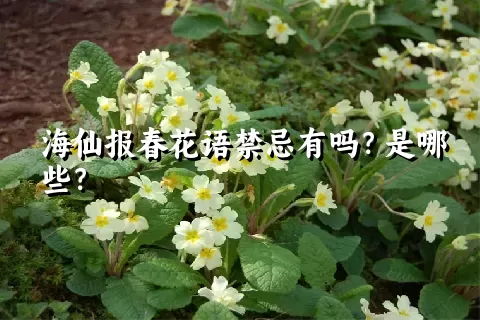 海仙报春花语禁忌有吗？是哪些？