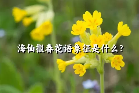 海仙报春花语象征是什么？