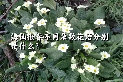 海仙报春不同朵数花语分别是什么？