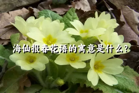 海仙报春花语的寓意是什么？