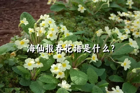 海仙报春花语是什么？