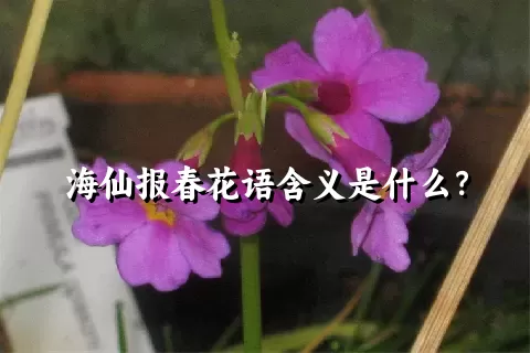 海仙报春花语含义是什么？