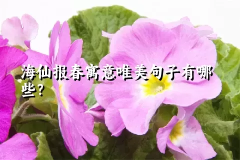 海仙报春寓意唯美句子有哪些？