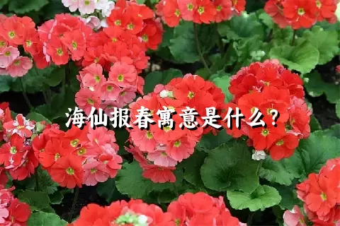 海仙报春寓意是什么？