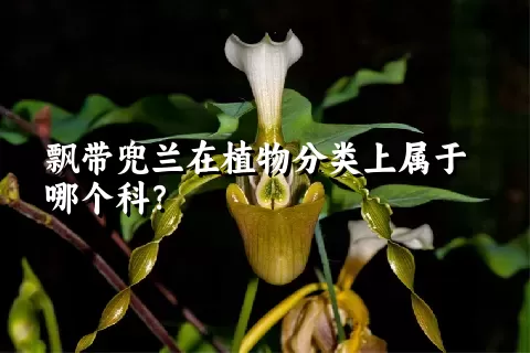 飘带兜兰在植物分类上属于哪个科？