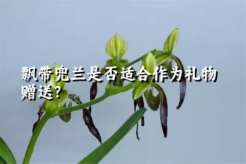 飘带兜兰是否适合作为礼物赠送？