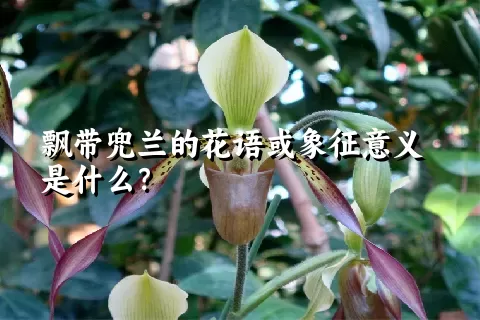 飘带兜兰的花语或象征意义是什么？