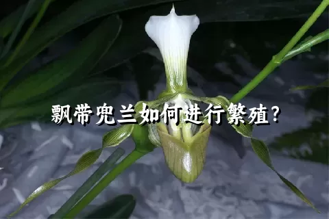 飘带兜兰如何进行繁殖？