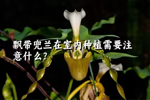 飘带兜兰在室内种植需要注意什么？