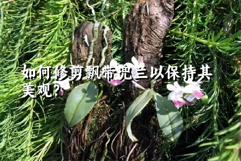 如何修剪飘带兜兰以保持其美观？