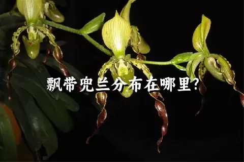 飘带兜兰分布在哪里?