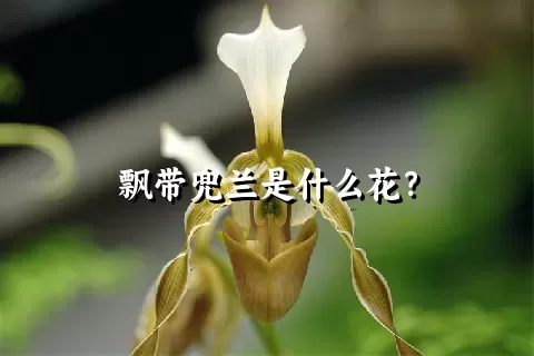 飘带兜兰是什么花？