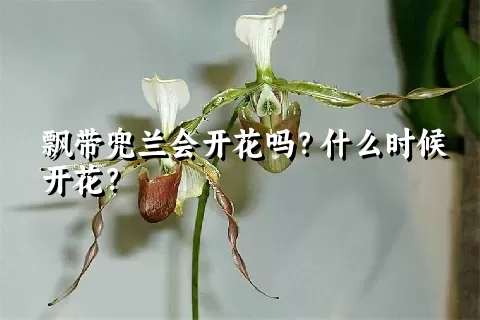 飘带兜兰会开花吗？什么时候开花？