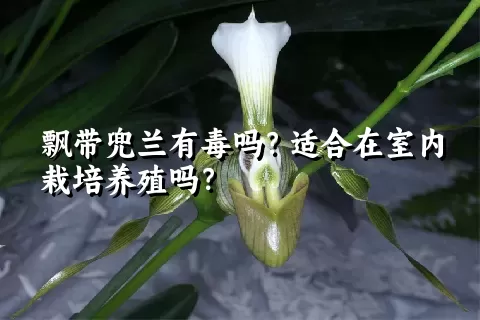 飘带兜兰有毒吗？适合在室内栽培养殖吗？