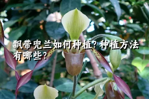 飘带兜兰如何种植？种植方法有哪些？