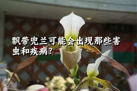 飘带兜兰可能会出现那些害虫和疾病？