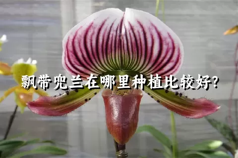 飘带兜兰在哪里种植比较好？