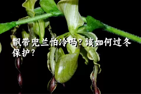 飘带兜兰怕冷吗？该如何过冬保护？