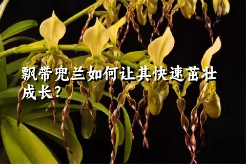 飘带兜兰如何让其快速茁壮成长？