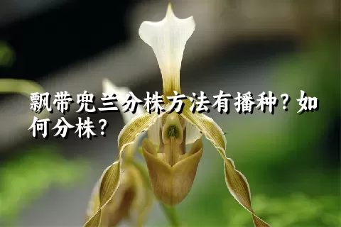 飘带兜兰分株方法有播种？如何分株？