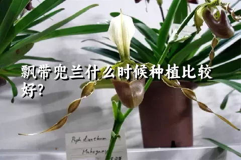 飘带兜兰什么时候种植比较好？