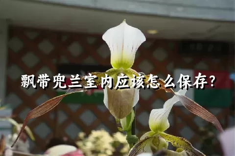 飘带兜兰室内应该怎么保存？