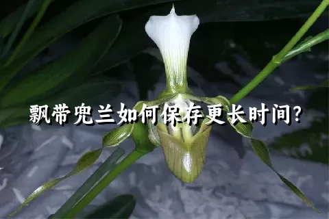 飘带兜兰如何保存更长时间？