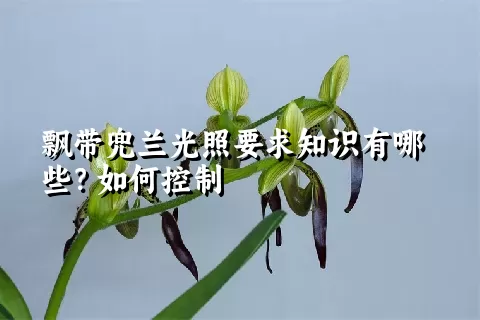 飘带兜兰光照要求知识有哪些？如何控制