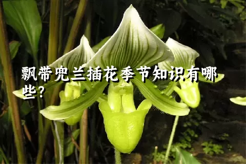 飘带兜兰插花季节知识有哪些？