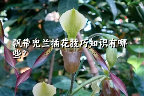 飘带兜兰插花技巧知识有哪些？