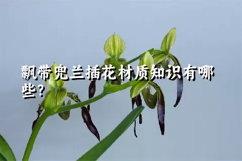 飘带兜兰插花材质知识有哪些？