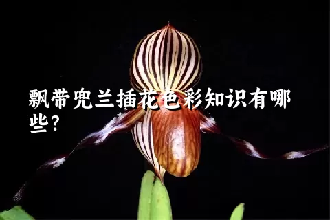 飘带兜兰插花色彩知识有哪些？