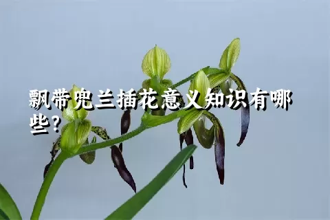 飘带兜兰插花意义知识有哪些？