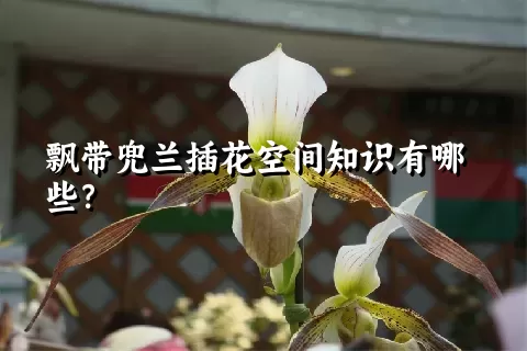 飘带兜兰插花空间知识有哪些？